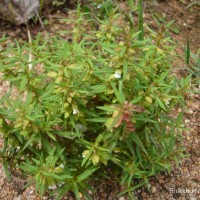 <i>Bacopa floribunda</i>  (R.Br.) Wettst.